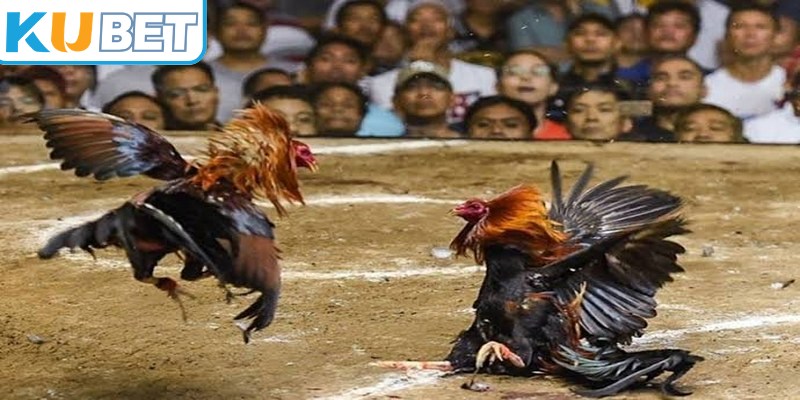 Các trận đấu Thomo với sự góp mặt của nhiều chiến kê hàng đầu